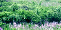 Field and forest