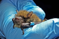 Little Brown Bat