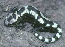 Marbled salamander