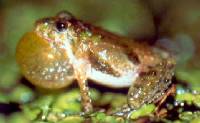 Northern Cricket Frog