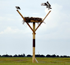 Osprey on nest platform