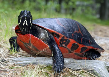 Red-bellied Turtle