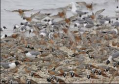 Shorebirds feeding