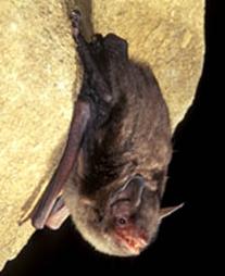 Indiana Bat