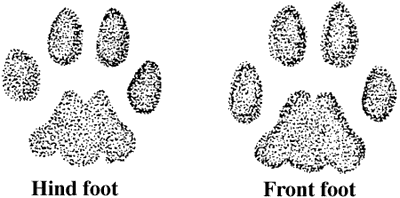 Bobcat tracks