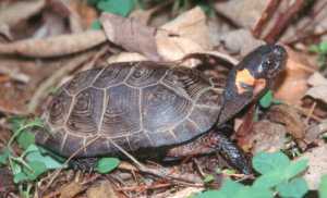 Bog turtle