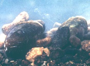 Dwarf wedgemussels in habitat