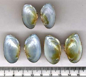 Dwarf wedgemussels interior