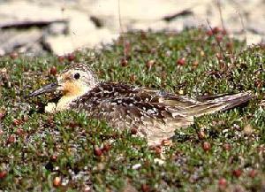 Knot on nest