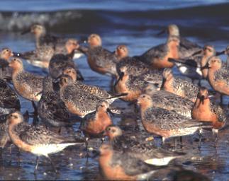 Red knots in surf