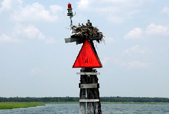 Nest on channel marker