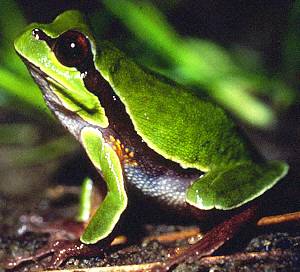 Pine Barrens Treefrog