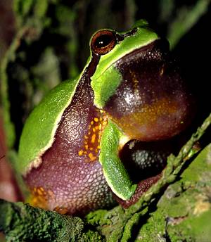 Pine Barrens Treefrog calling