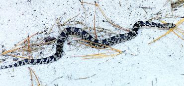 Northern Pine Snake on sand