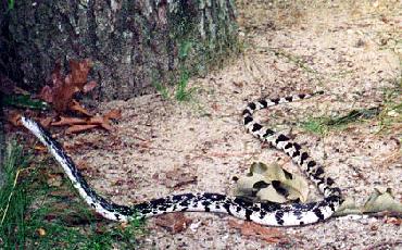 Northern PIne Snake