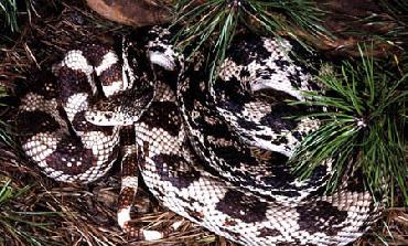 Coiled Northern Pine Snake