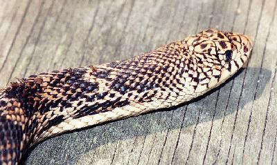 Northern Pine Snake