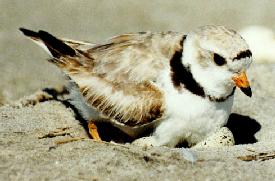 Plover on nest