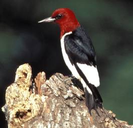 Red-headed woodpecker