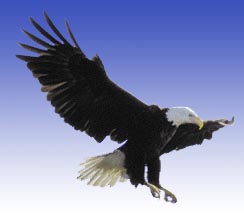 Bald eagle in flight