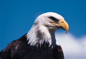 Bald eagle photo