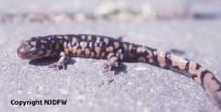 Eastern tiger salamander