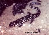 Eastern Tiger Salamander