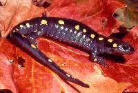 Spotted Salamander
