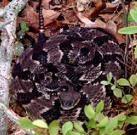 Timber rattlesnake