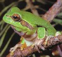 Pine Barrens Tree Frog