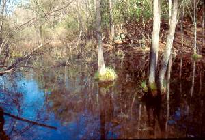 Vernal pool in spring