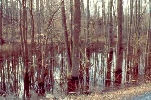 Vernal pool in spring