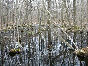 Vernal pool