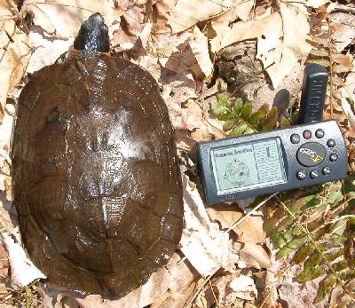 Wood turtle and GPS equipment