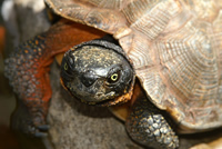 Wood Turtle