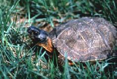 Wood turtle