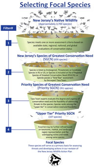 Focal species flowchart