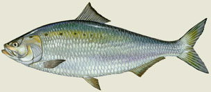 American Shad/US FWS