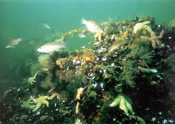 Fully colonized artificial reef structure
