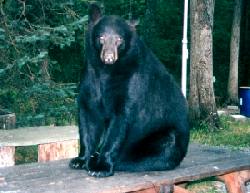 Bear attraction pdf free download free Bear attraction pdf free download free