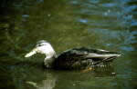 Black duck - USFWS photo