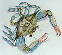 Blue crab