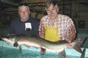 Muskellunge broodstock at Hackettstown