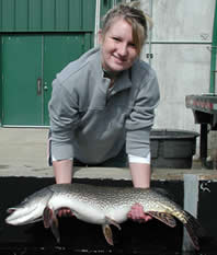 Budd Lake northern pike