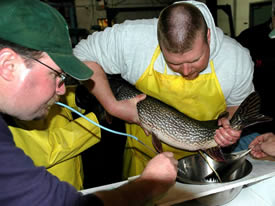 Spawning northern pike