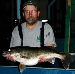 Swartswood Lake walleye