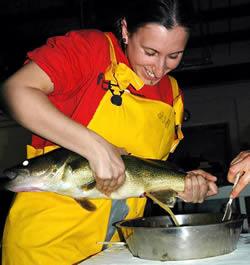 Eggs are stripped from walleye