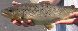 Brown trout