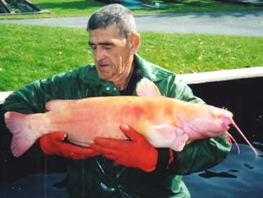 Jim Oross with albino cat