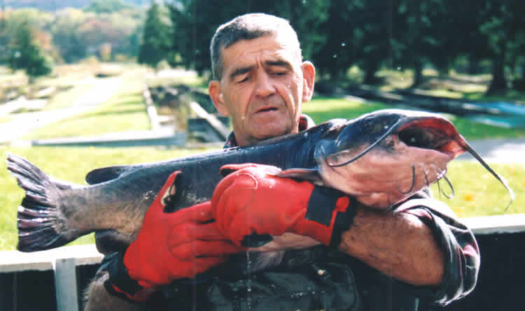 Jim Oross holds a 22 lb. breeder